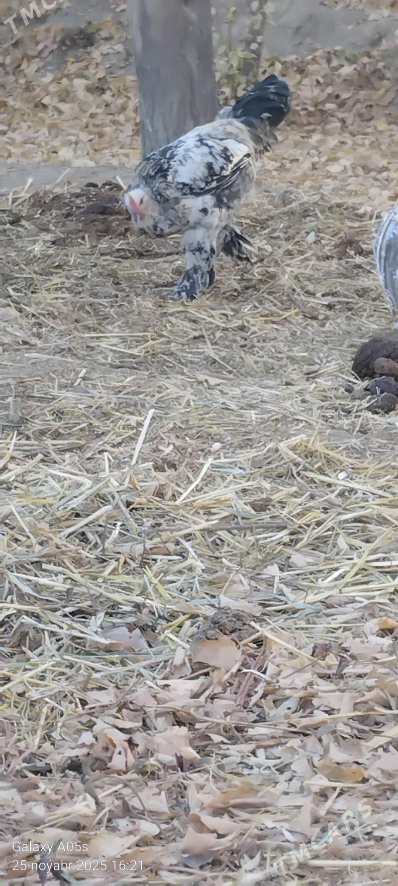 Guslar - Gökdepe - img 6