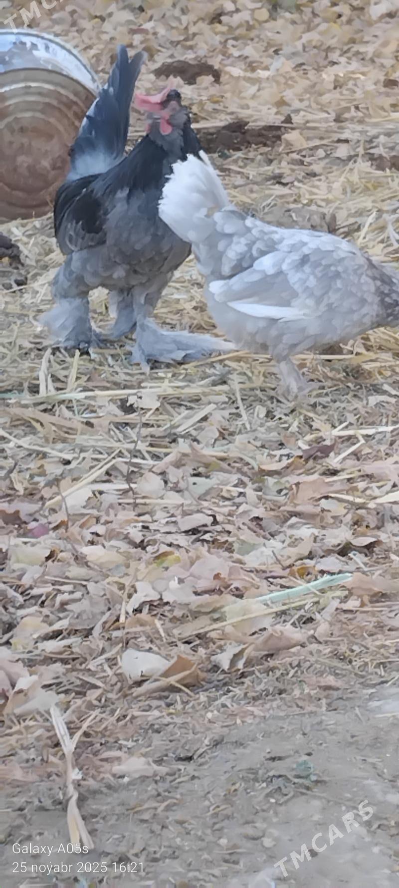 Guslar - Gökdepe - img 3