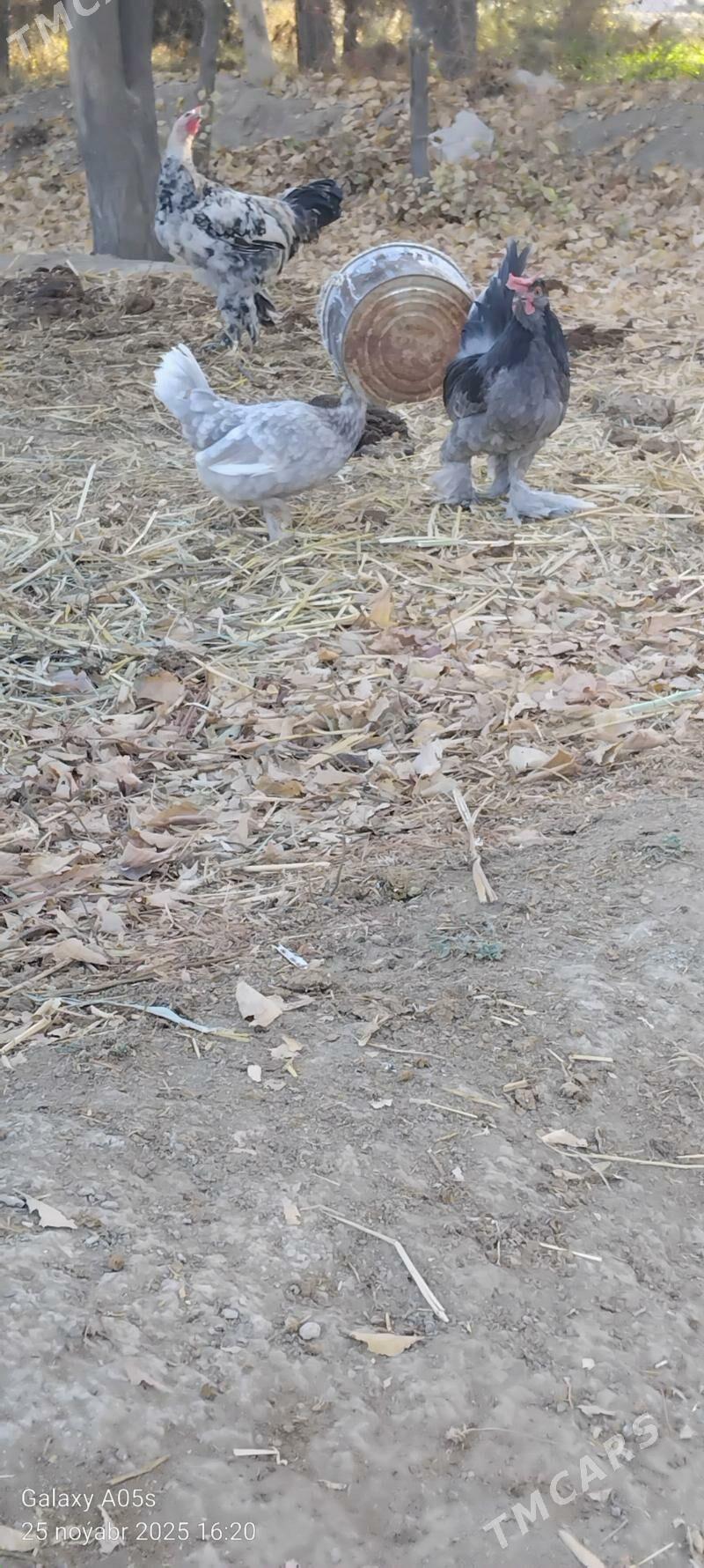 Guslar - Gökdepe - img 9