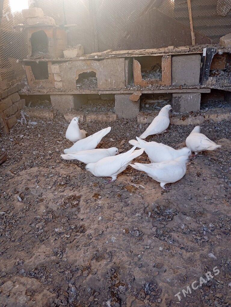 kepderi - Мары - img 3