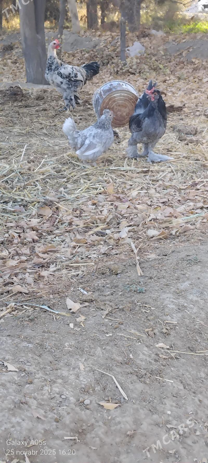 Guslar - Gökdepe - img 8