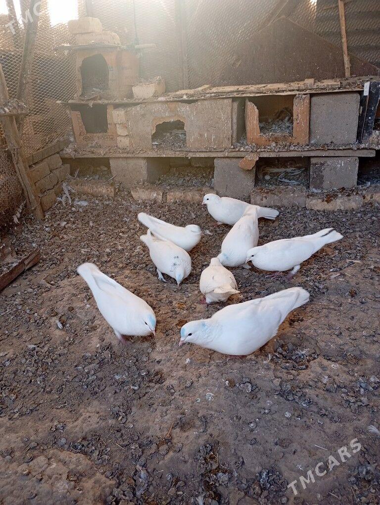 kepderi - Мары - img 2