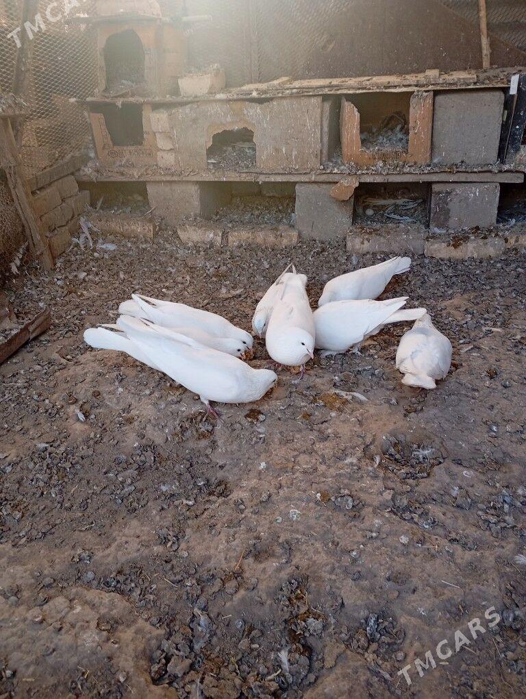 kepderi - Мары - img 4