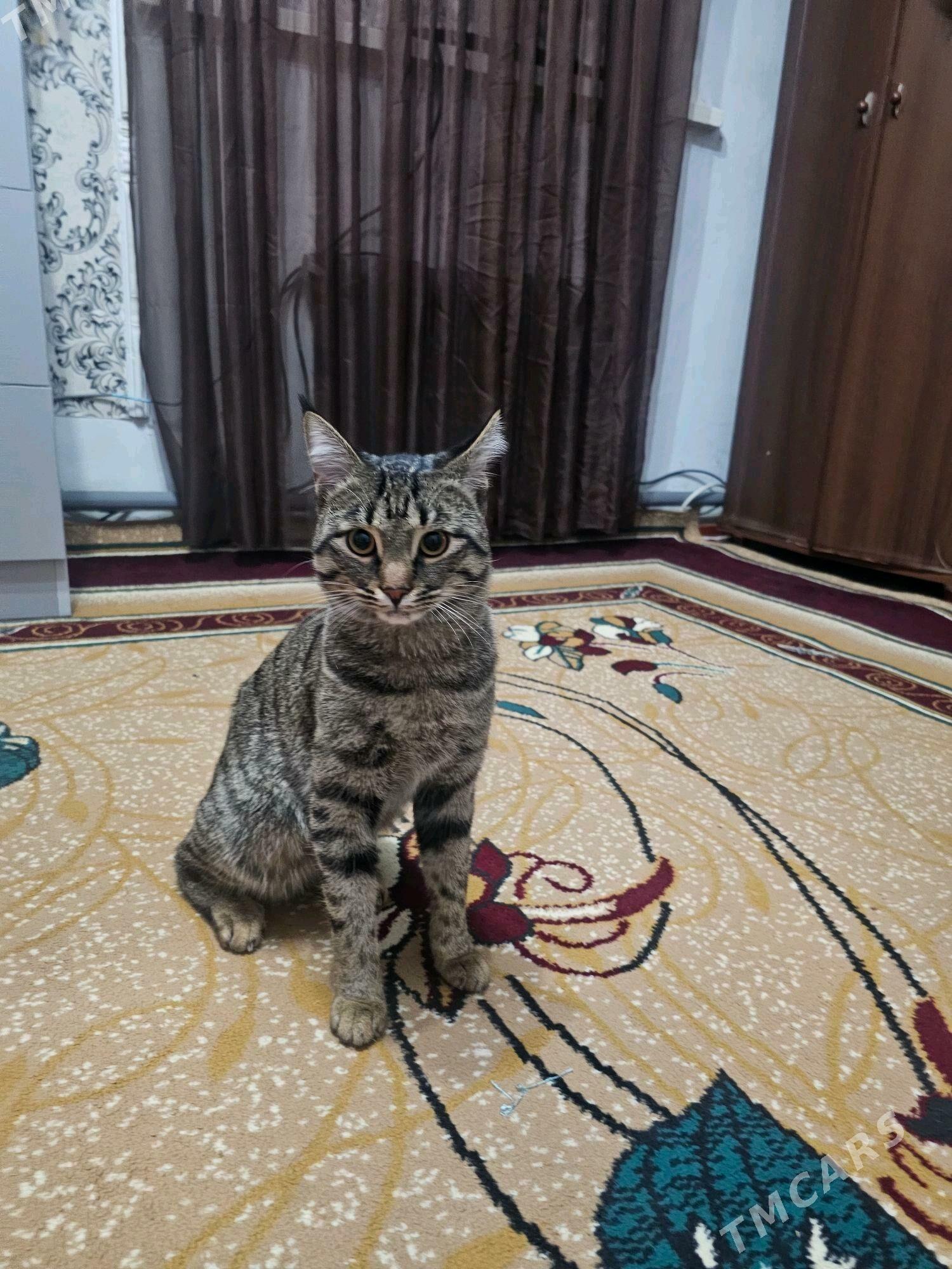 Pisik - Aşgabat - img 2