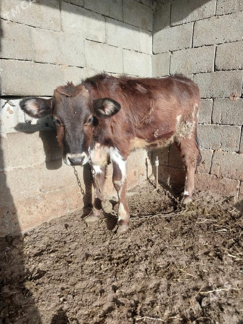 okuzler - Бахарден - img 1