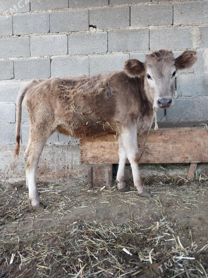 okuzler - Бахарден - img 4