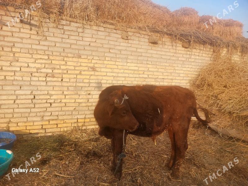 2 yas okuz - Dänew - img 2