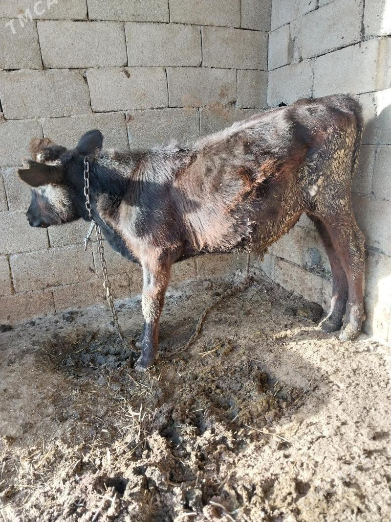 okuzler - Бахарден - img 3