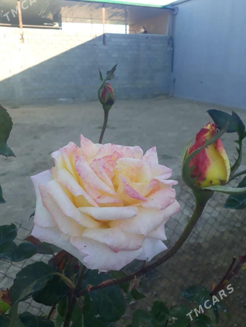 bavl - Aşgabat - img 2