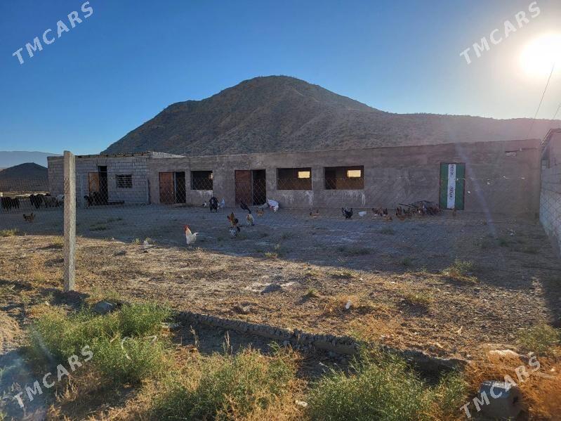 Daça - Gyzylarbat - img 2