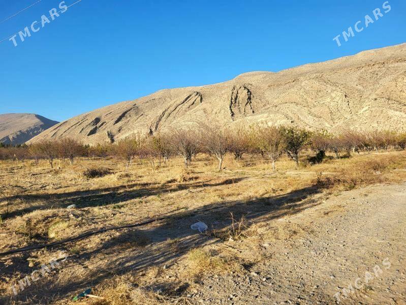 Daça - Gyzylarbat - img 3