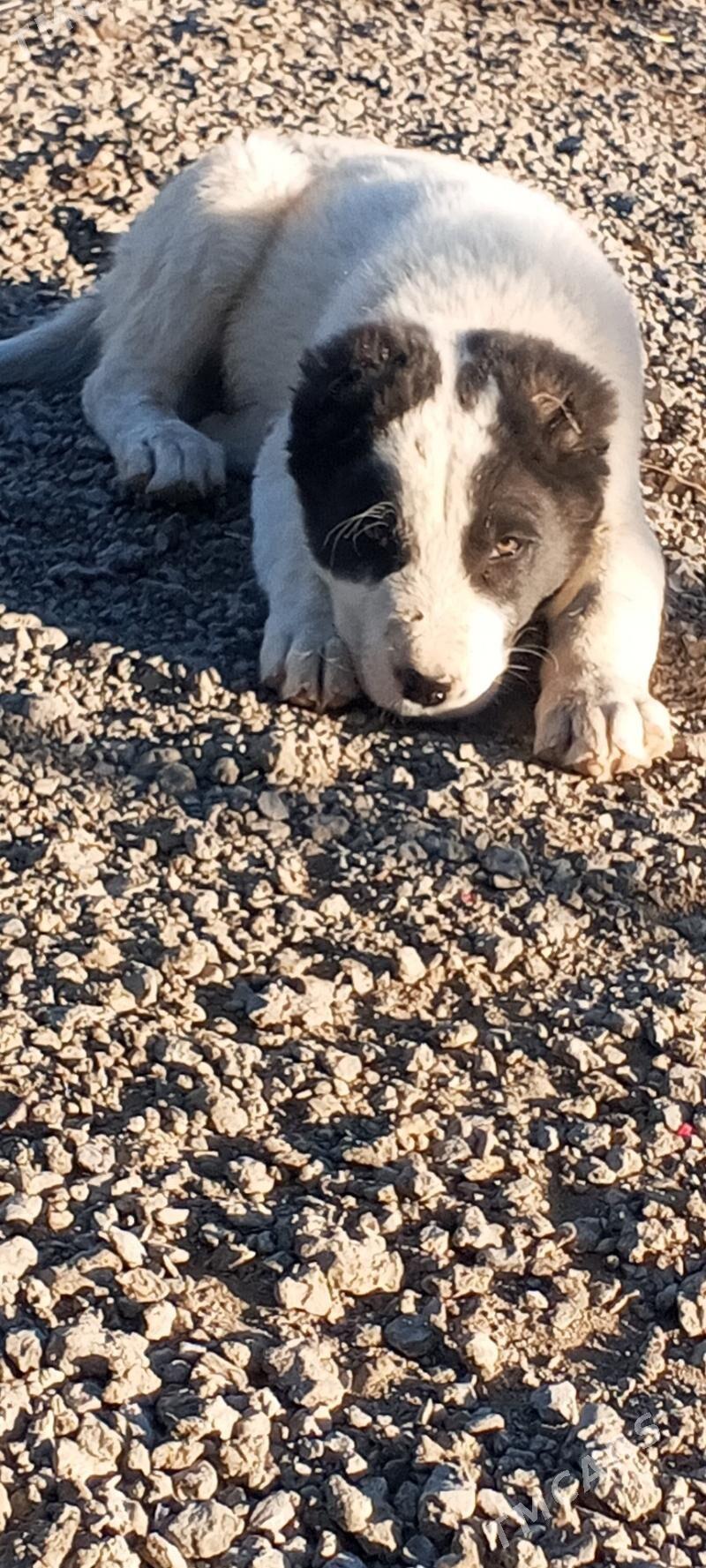 alabay tkm - Багир - img 2