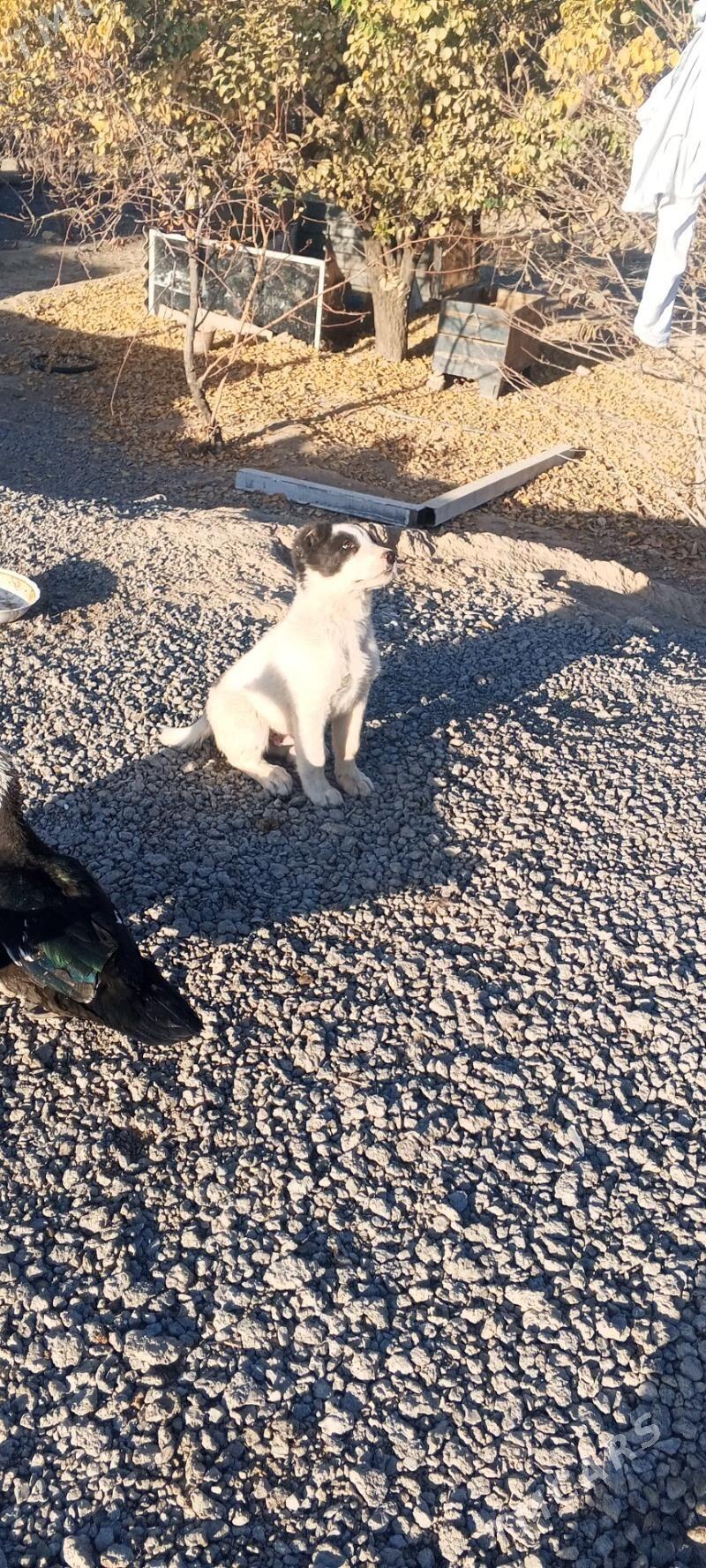 alabay tkm - Багир - img 3