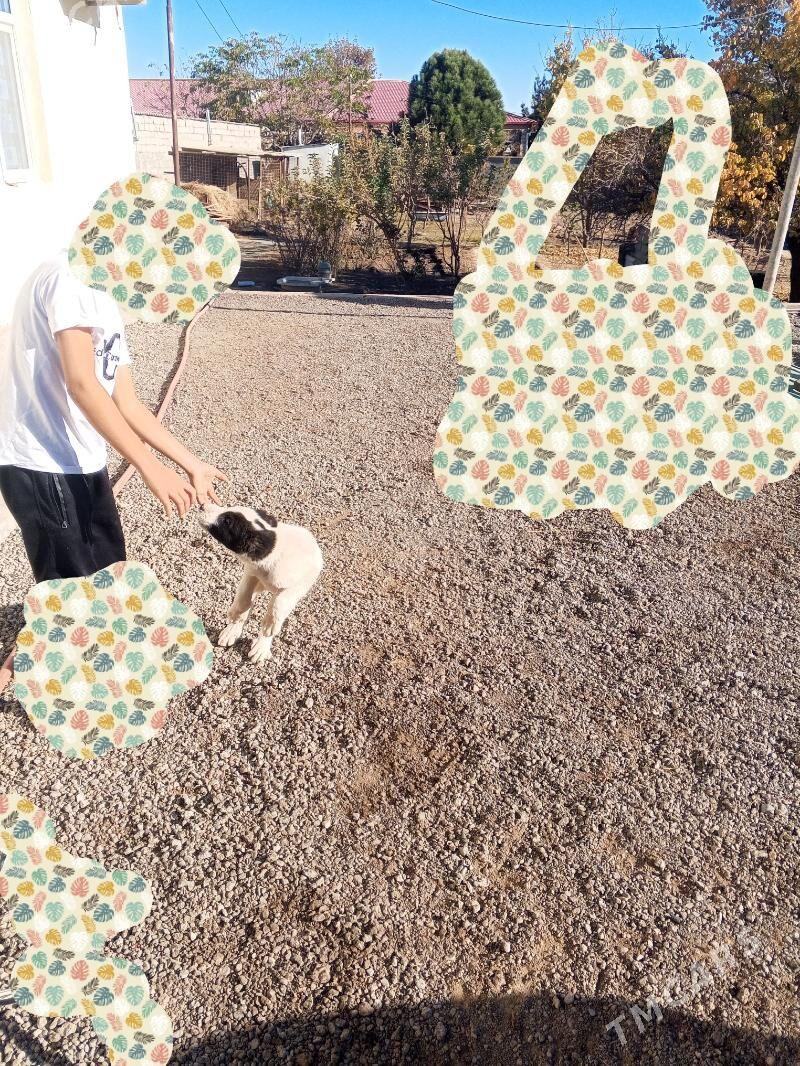 alabay tkm - Багир - img 8