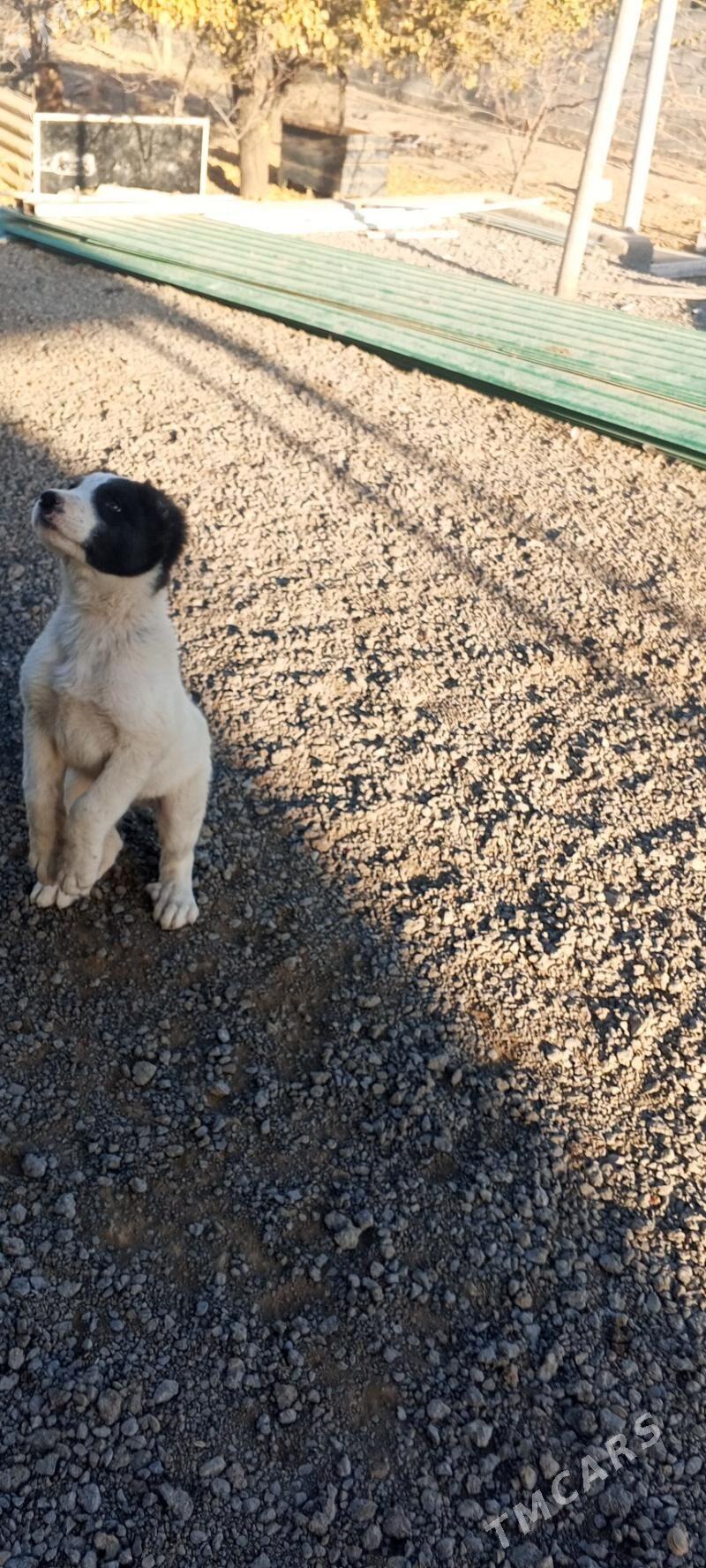 alabay tkm - Багир - img 7