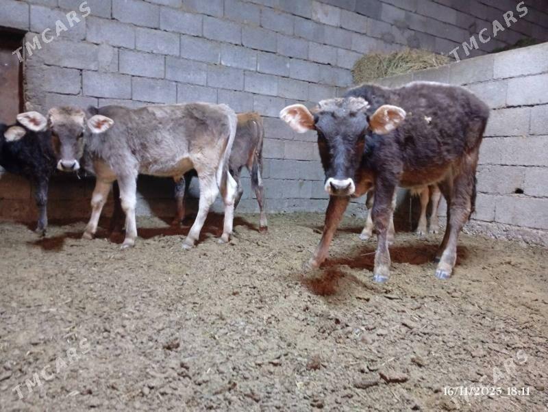 Şwes goleler - Herrikgala - img 6