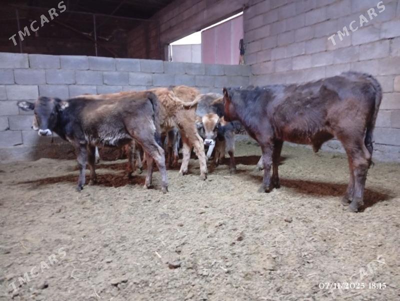 Şwes goleler - Herrikgala - img 3