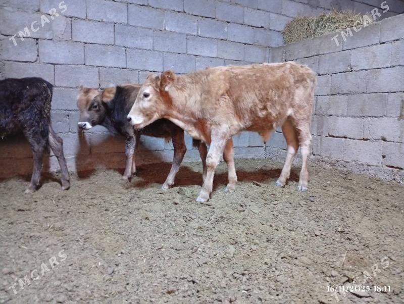 Şwes goleler - Herrikgala - img 9