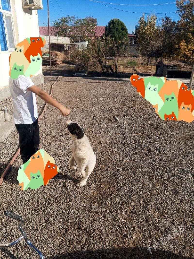 alabay tkm - Багир - img 4