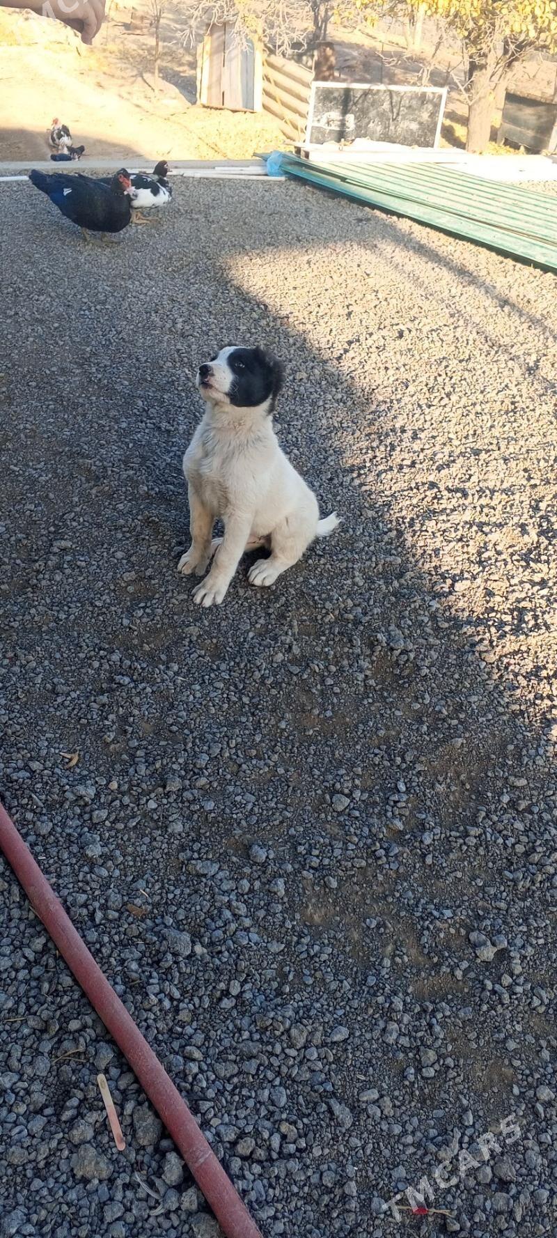 alabay tkm - Багир - img 5