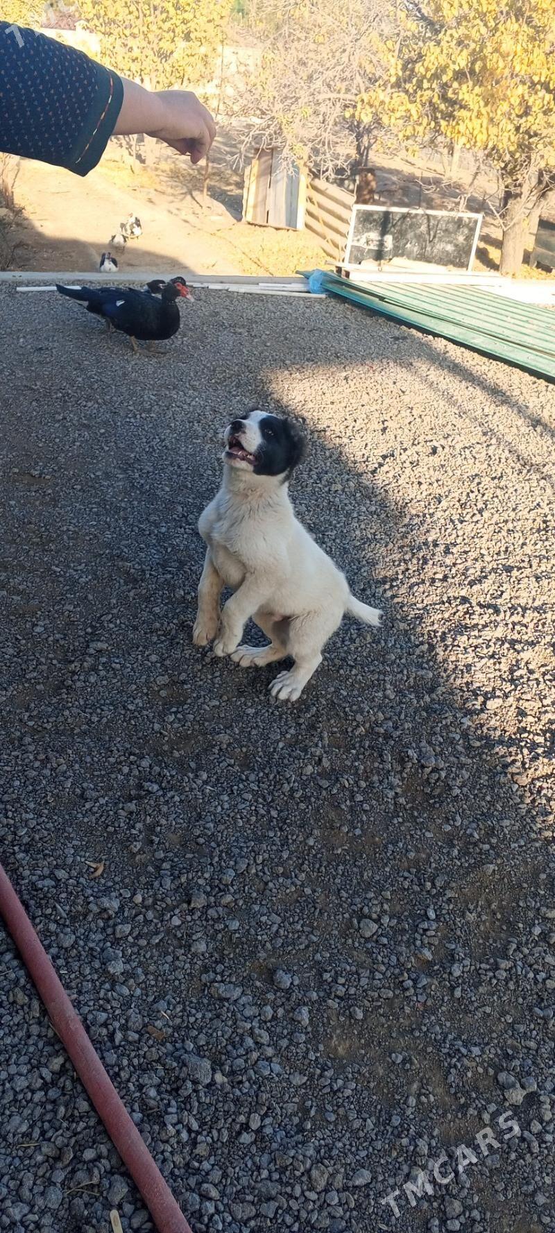 alabay tkm - Багир - img 6