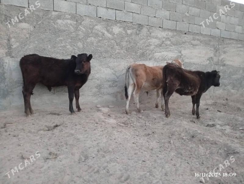 Şwes goleler - Herrikgala - img 10