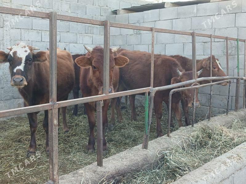 5 tüwe - Gökdepe - img 1