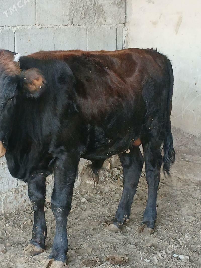 Okuz. - Ýalkym - img 5