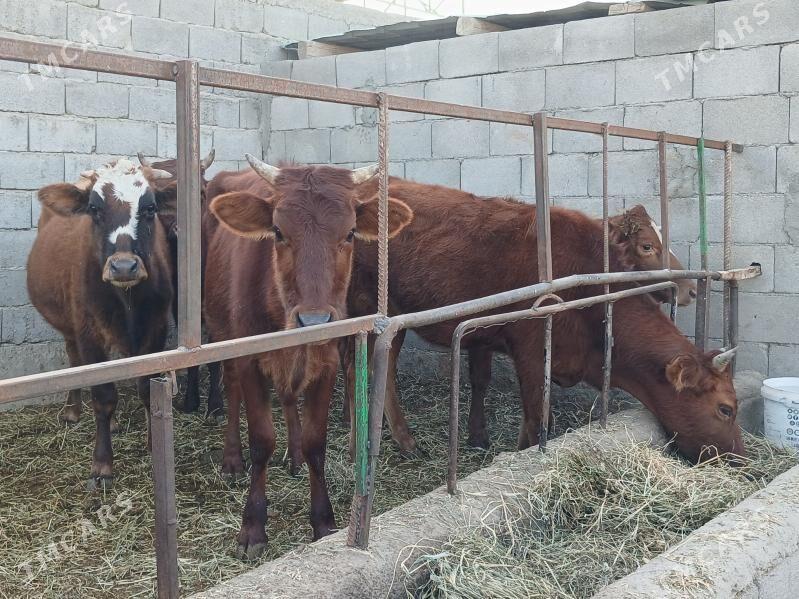 5 tüwe - Gökdepe - img 3