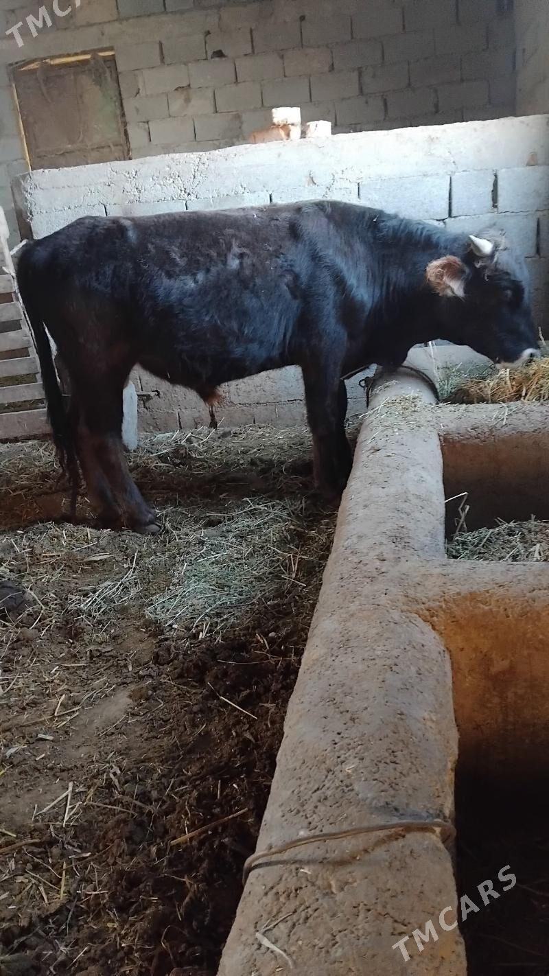 öküz - Bäherden - img 2