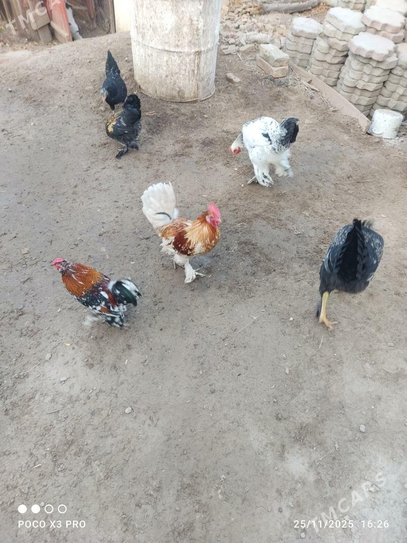 towuk - Туркменабат - img 3