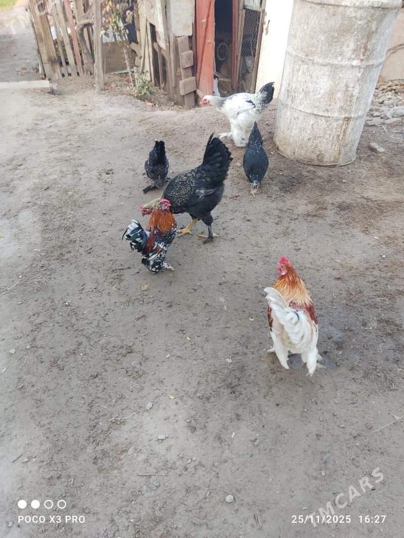 towuk - Туркменабат - img 2