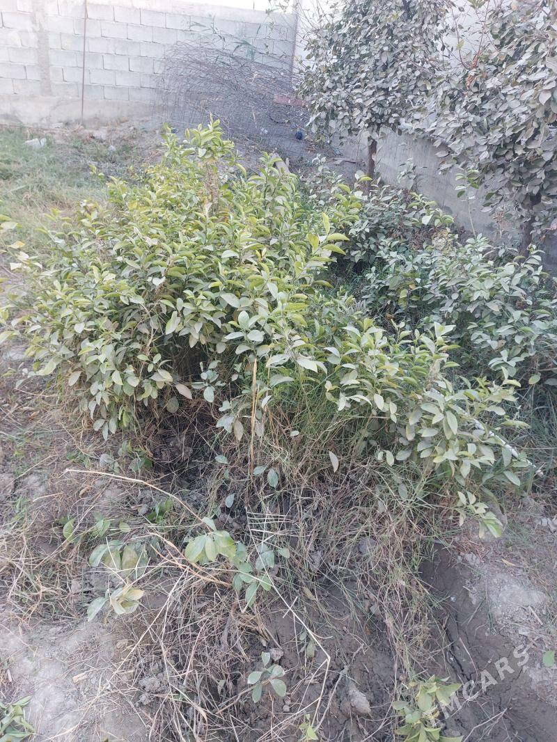 limon sitil - Gökdepe - img 3