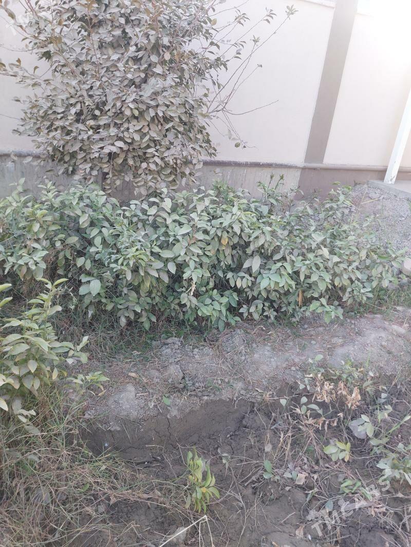 limon sitil - Gökdepe - img 2