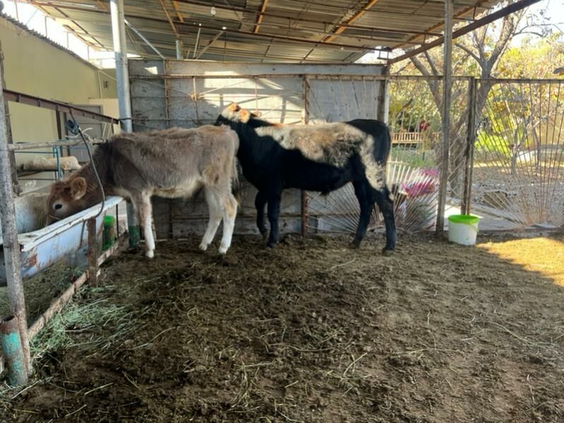 2 sany Tohum okuz - Aşgabat - img 6