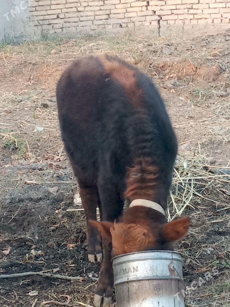 semiz öküzceler - Дянев - img 8