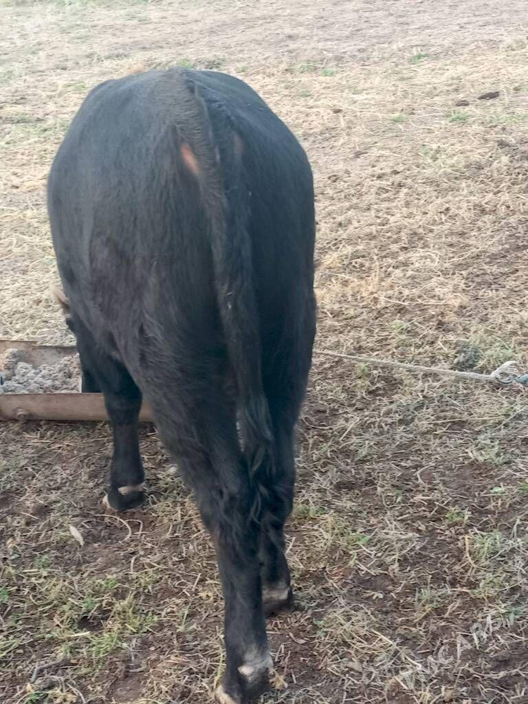 semiz öküzceler - Дянев - img 5