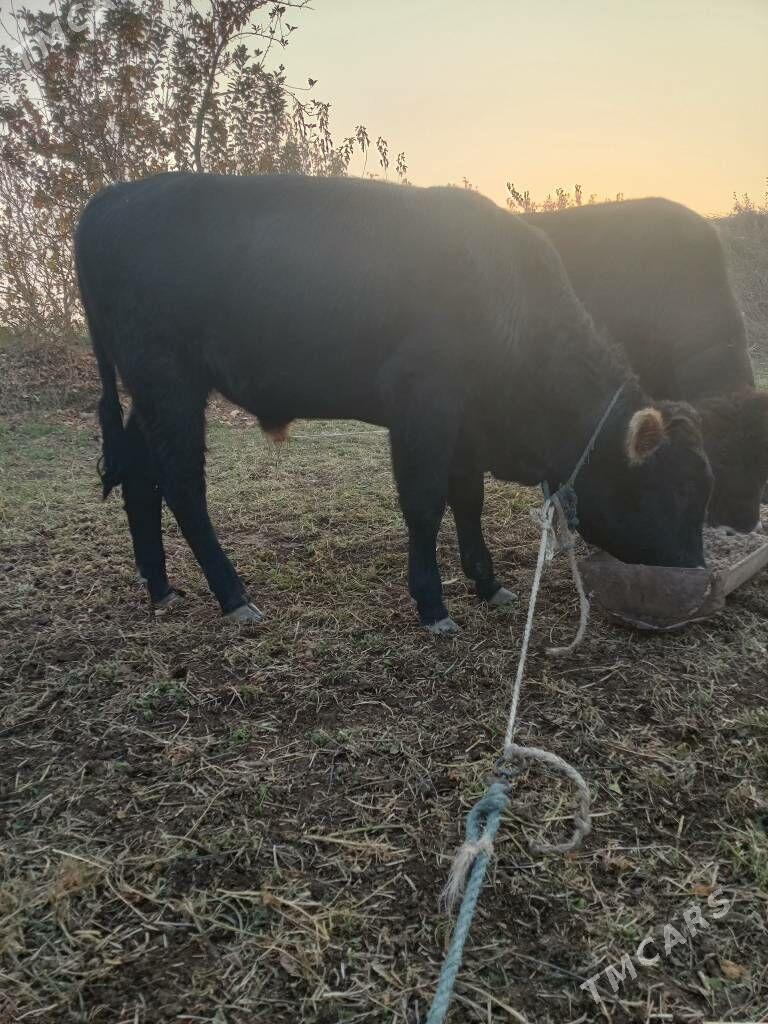 semiz öküzceler - Дянев - img 3