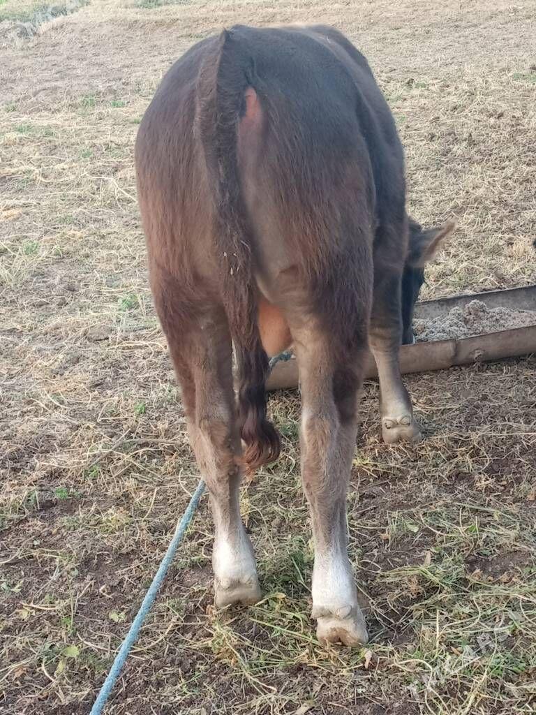 semiz öküzceler - Дянев - img 4