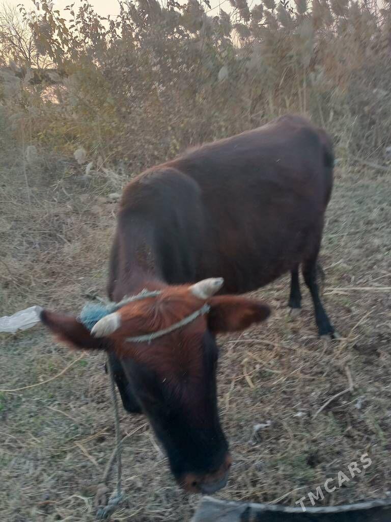 semiz öküzceler - Дянев - img 7