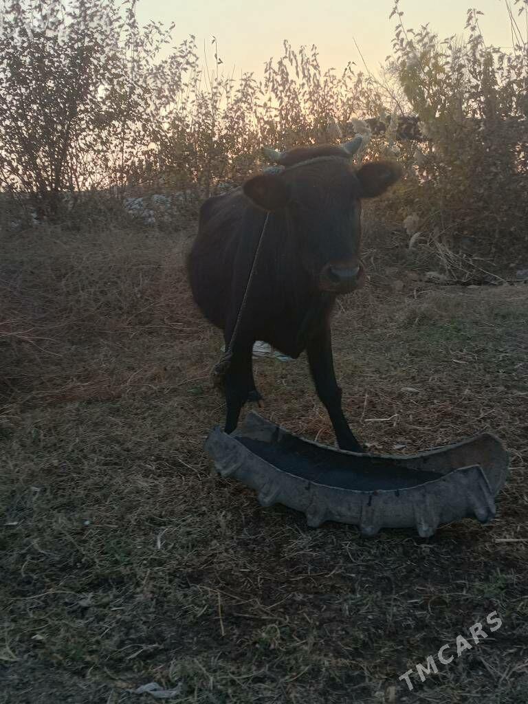 semiz öküzceler - Дянев - img 6