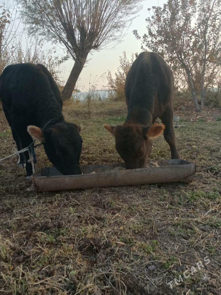 semiz öküzceler - Дянев - img 2