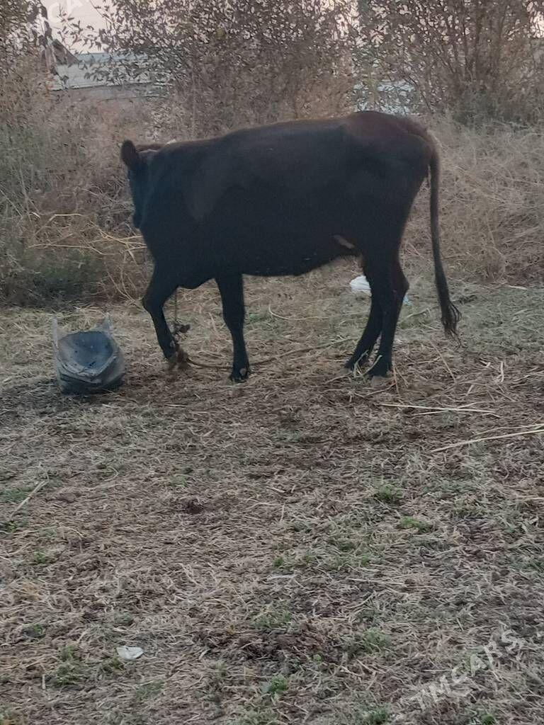 semiz öküzceler - Дянев - img 10