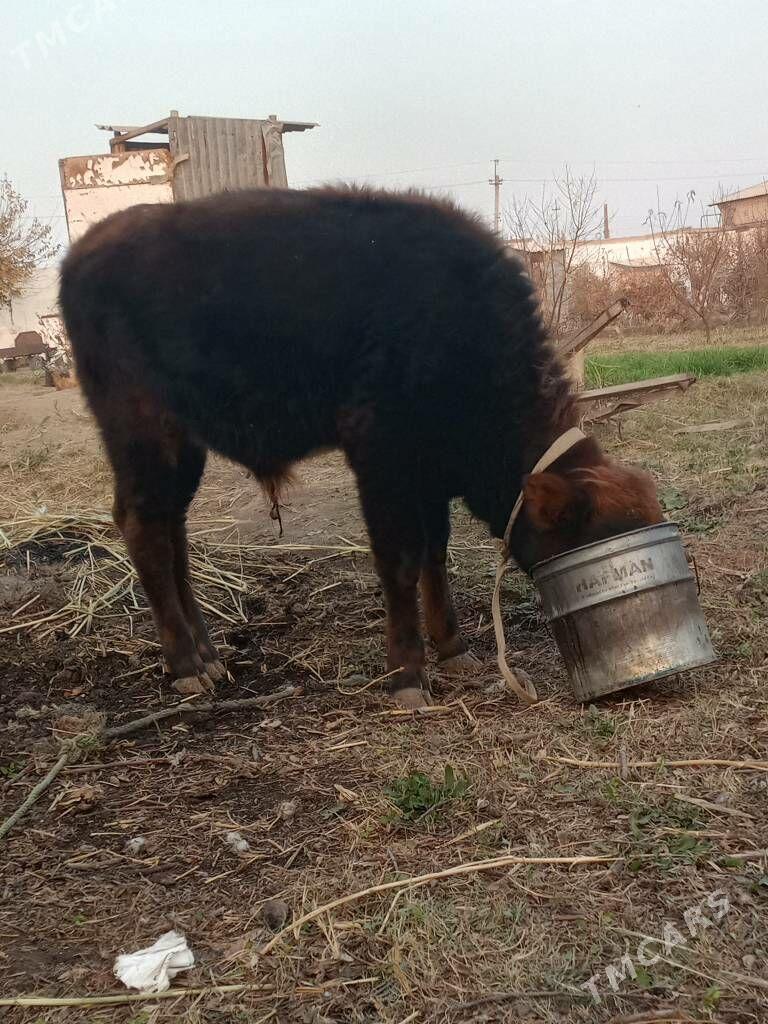 semiz öküzceler - Дянев - img 9