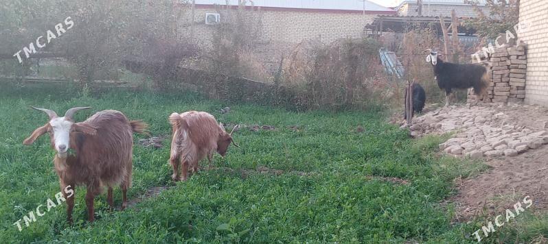 goÿun - Мургап - img 2