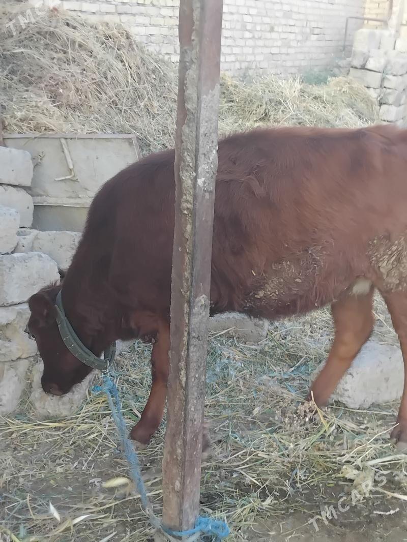 unajyn - Чарджоу - img 1