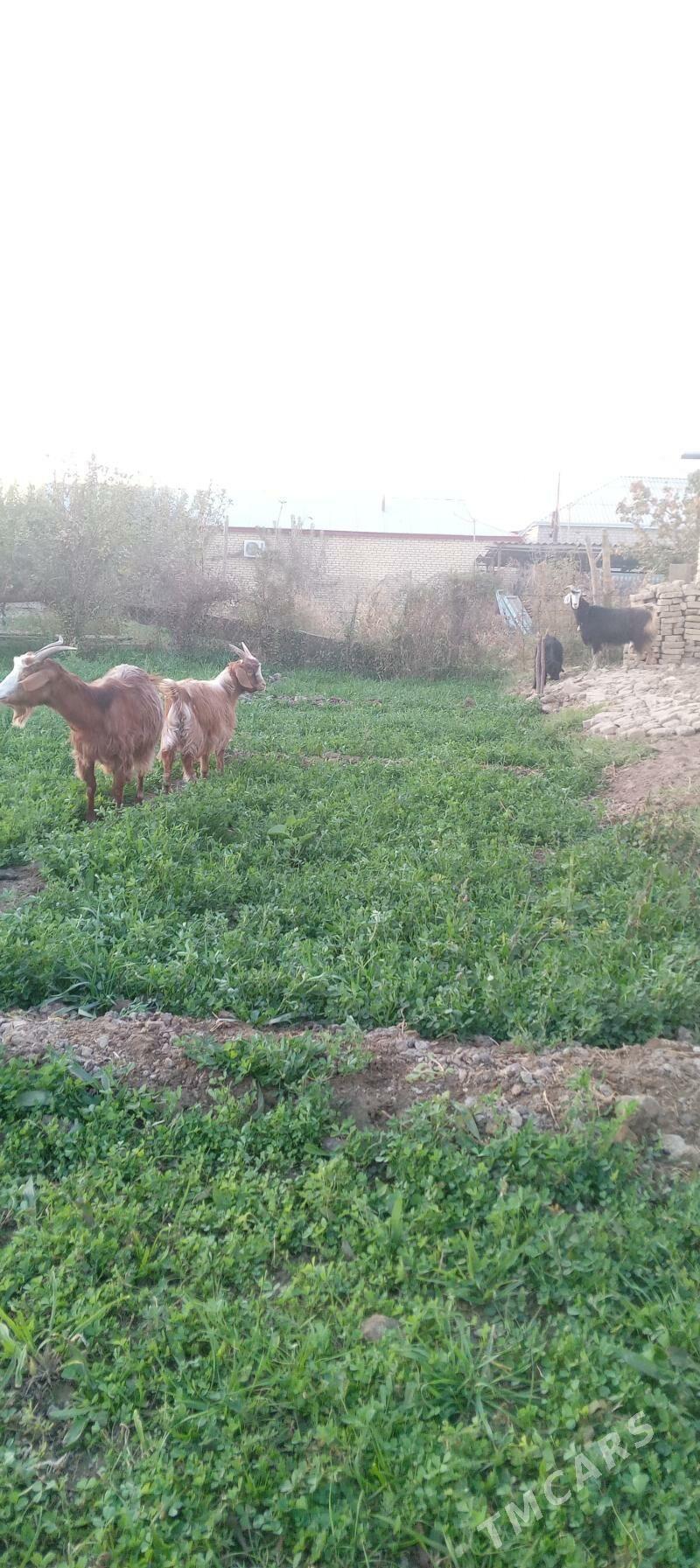 goÿun - Мургап - img 3