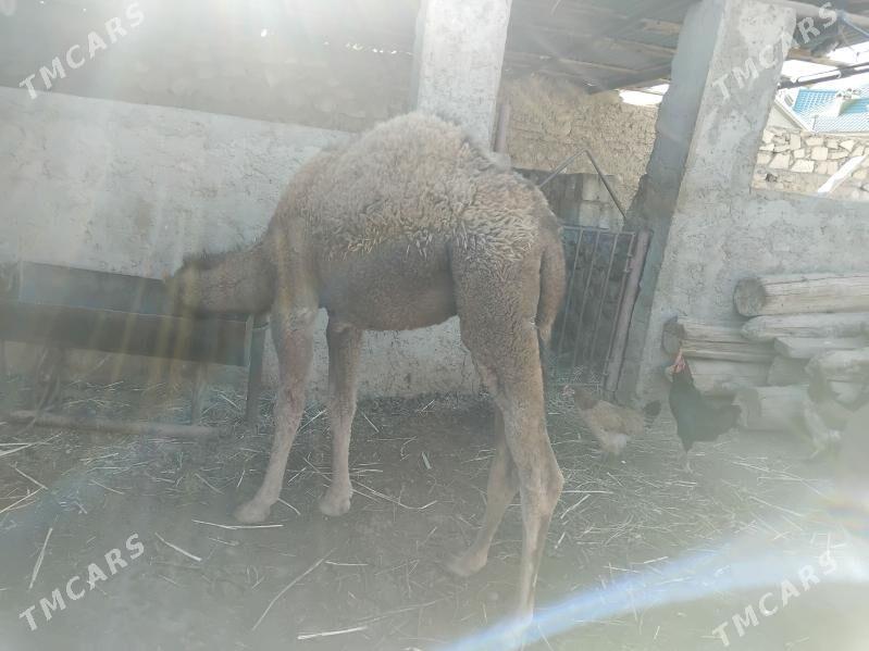 torym - Джебел - img 3