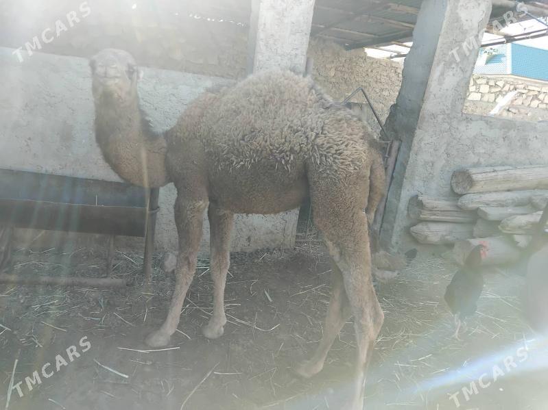 torym - Джебел - img 2