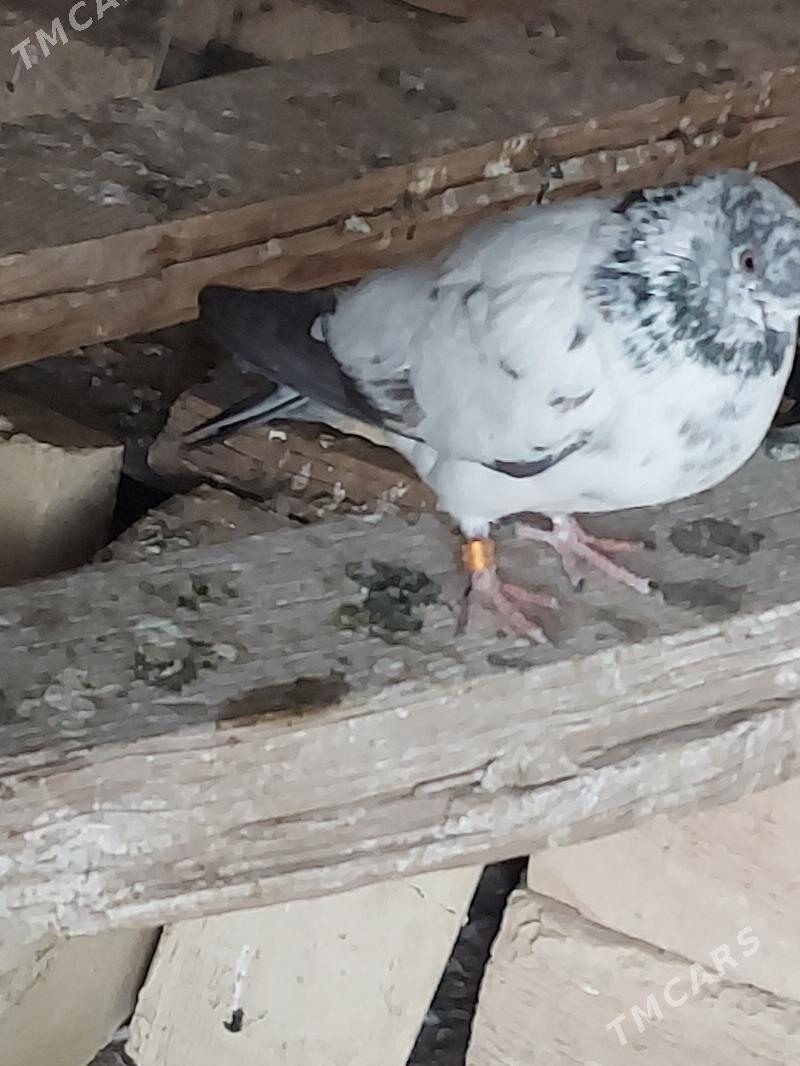 kepderi - Türkmenabat - img 3